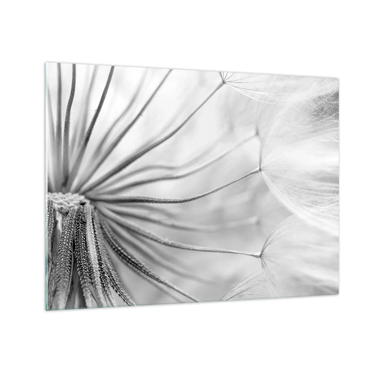 Billede på glas - Makrofotografi af en mælkebøtte i sort-hvide nuancer - 70x50cm - Blæsende drager - Moderne vægdekoration til stue og soveværelse ARTTOR