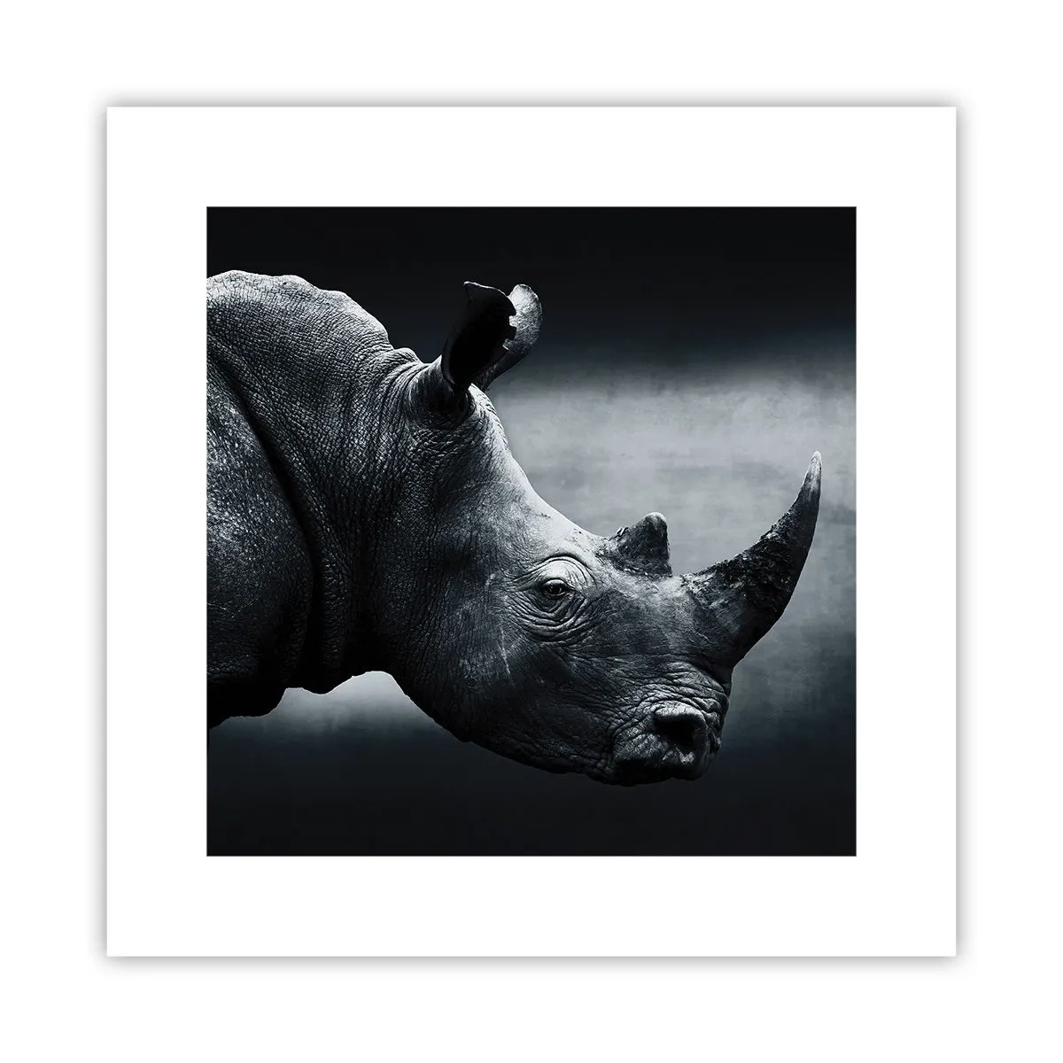 Plakat - Højre profil - 30x30 cm