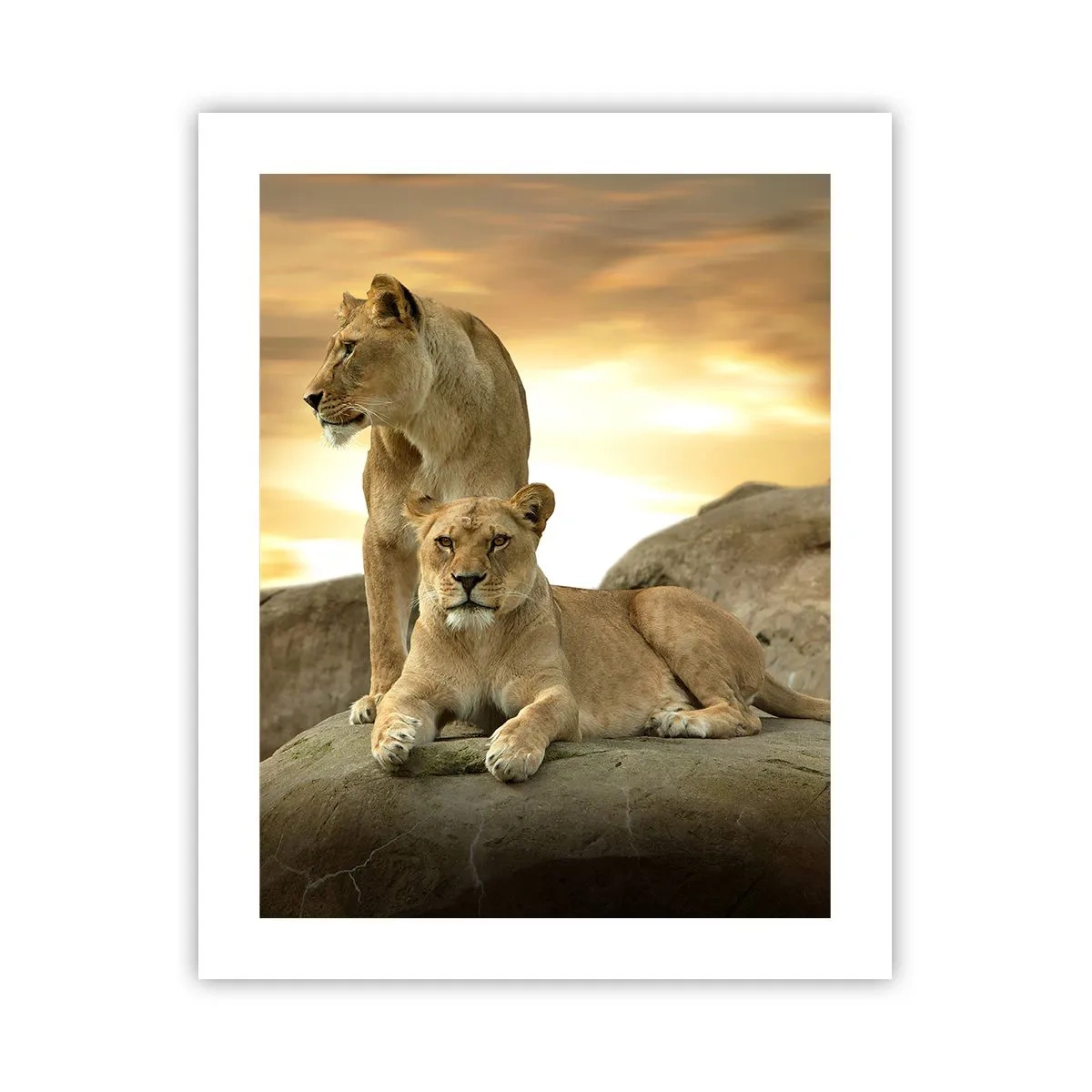Plakat - Kongelig majestæt - 40x50 cm