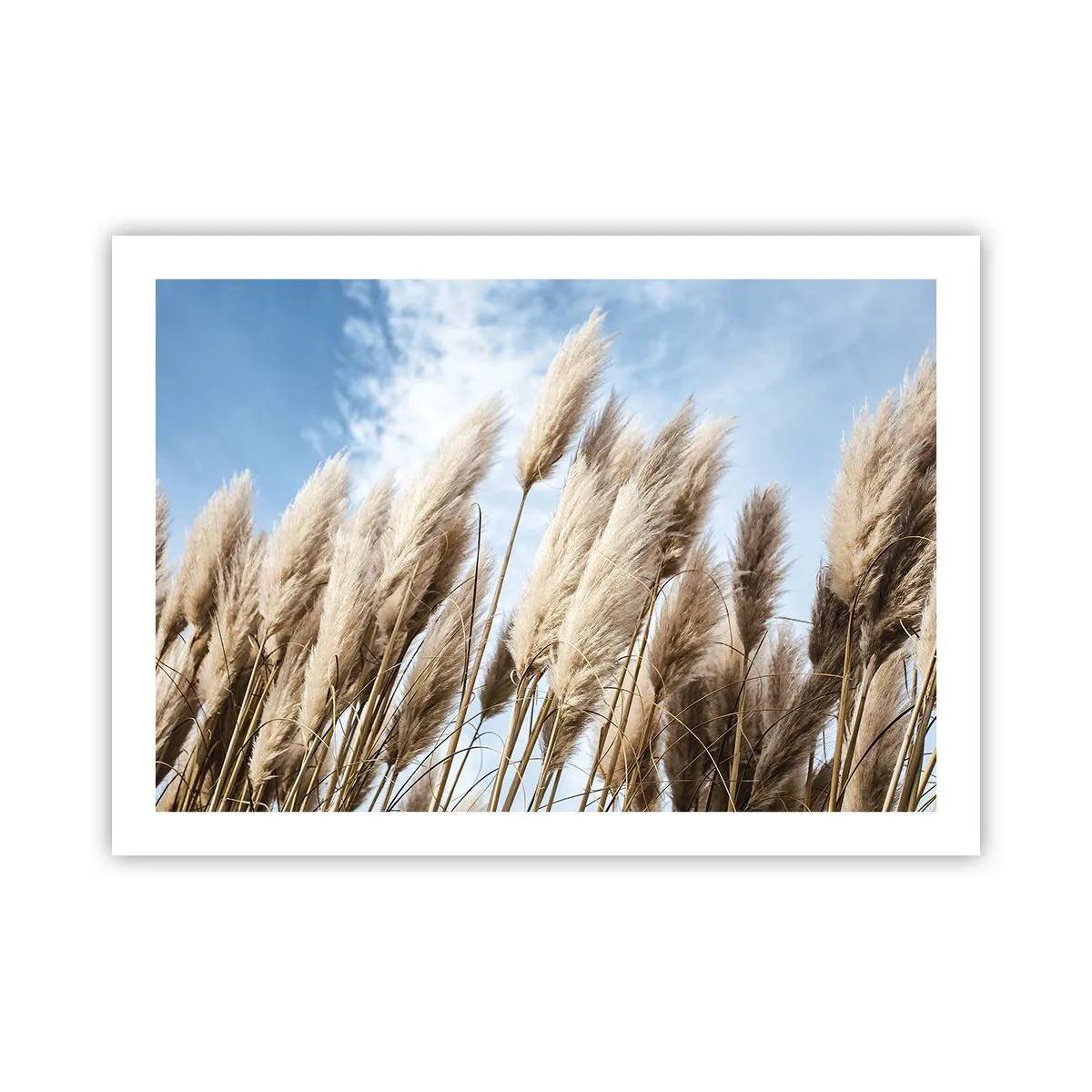 Plakat - Solrig og blæsende kærtegn - 70x50 cm