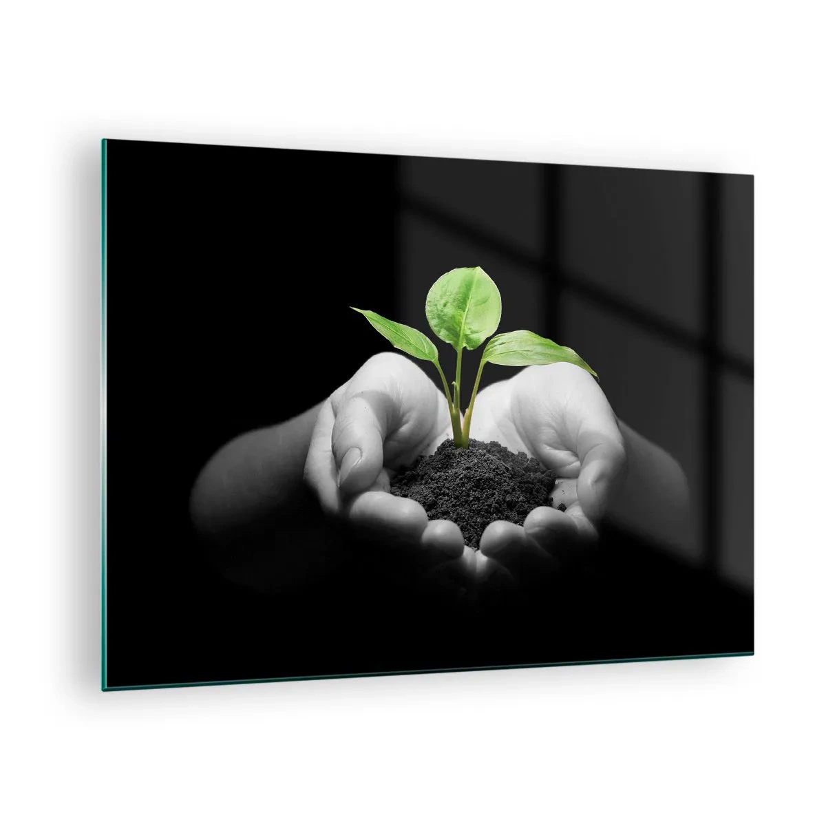 Billede på glas - En ung plante i hænderne mod en sort baggrund - 70x50cm - Jeg elsker naturen, jeg beskytter den - Moderne vægdekoration til stue og soveværelse ARTTOR
