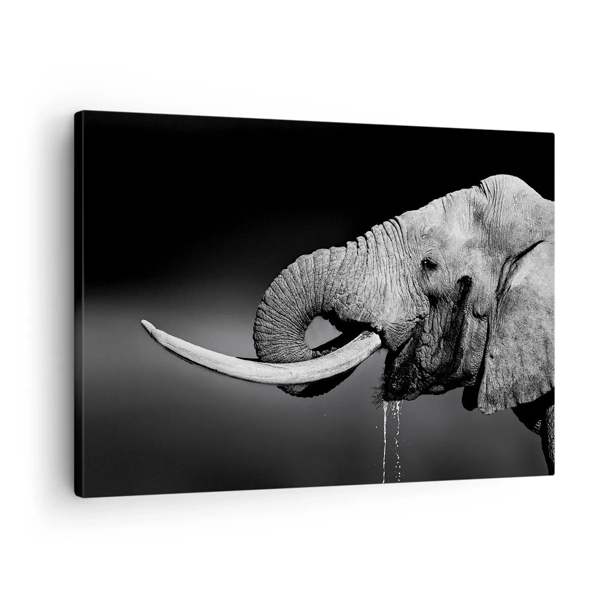 Lærredstryk - Billede på lærred - Sort-hvidt portræt af en elefant i profil - 70x50cm - Ja, det er godt nu - Moderne vægdekoration til stue og soveværelse ARTTOR