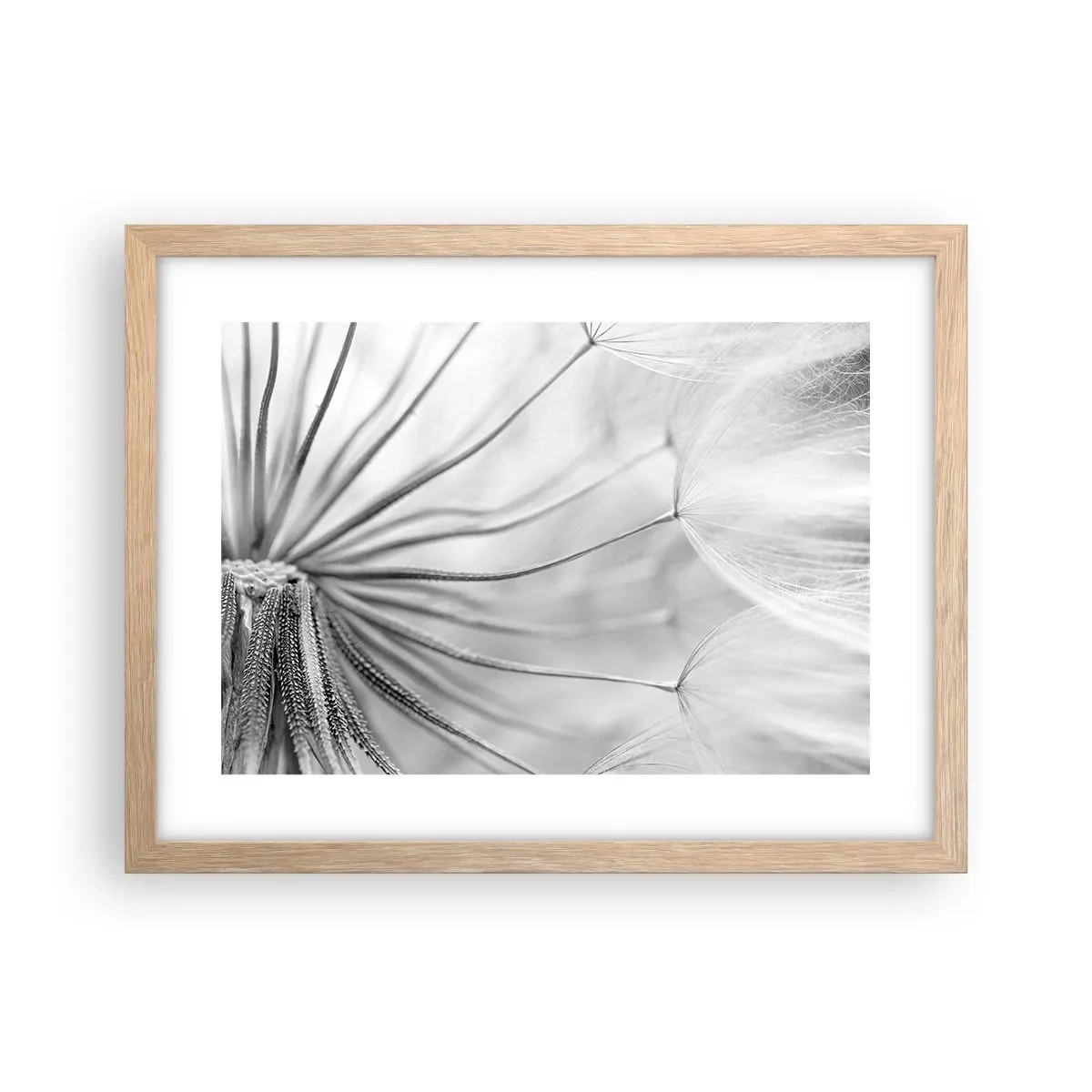 Plakat i ramme af lyst egetræ - Blæsende drager - 40x30 cm