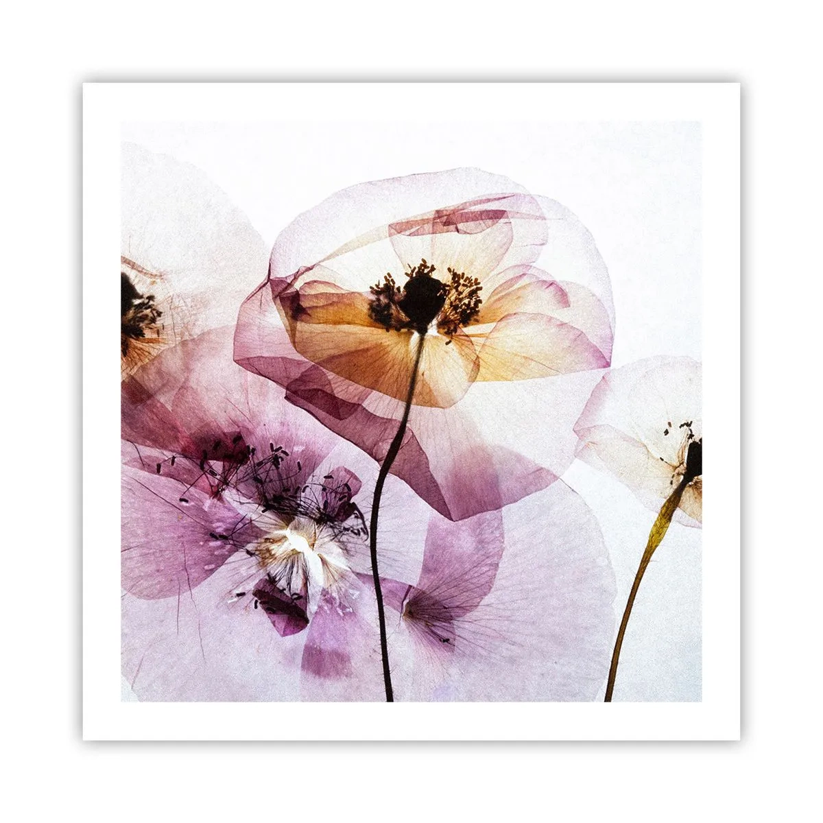 Plakat - Blomsterlegeme dias - 60x60 cm
