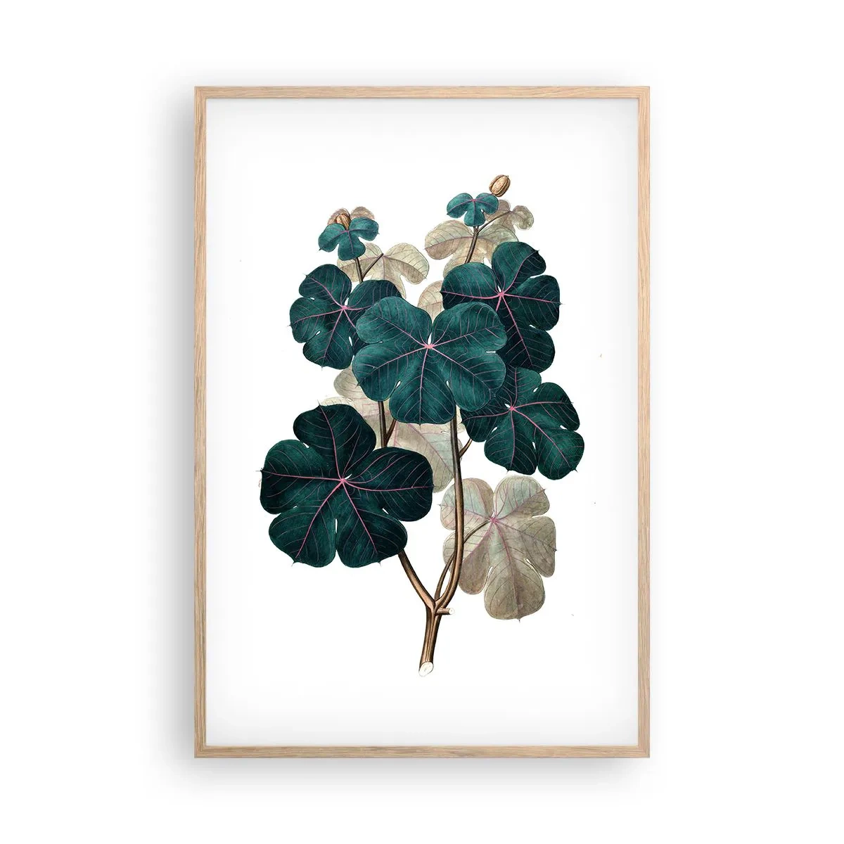 Plakat i ramme af lyst egetræ - Fra et gammelt herbarium - 61x91 cm