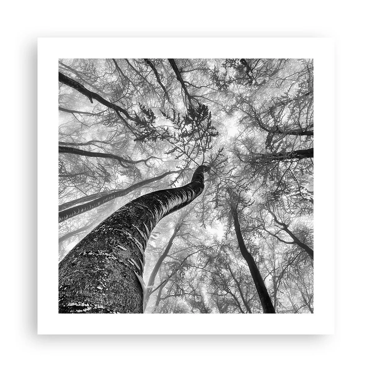 Plakat - Kapløb mod lyset - 50x50 cm