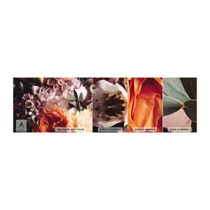 Fototapet Prøve Standard Eco - Indhyllet i skønhed - Blomster, Buket blomster, Rose - 100x30 cm