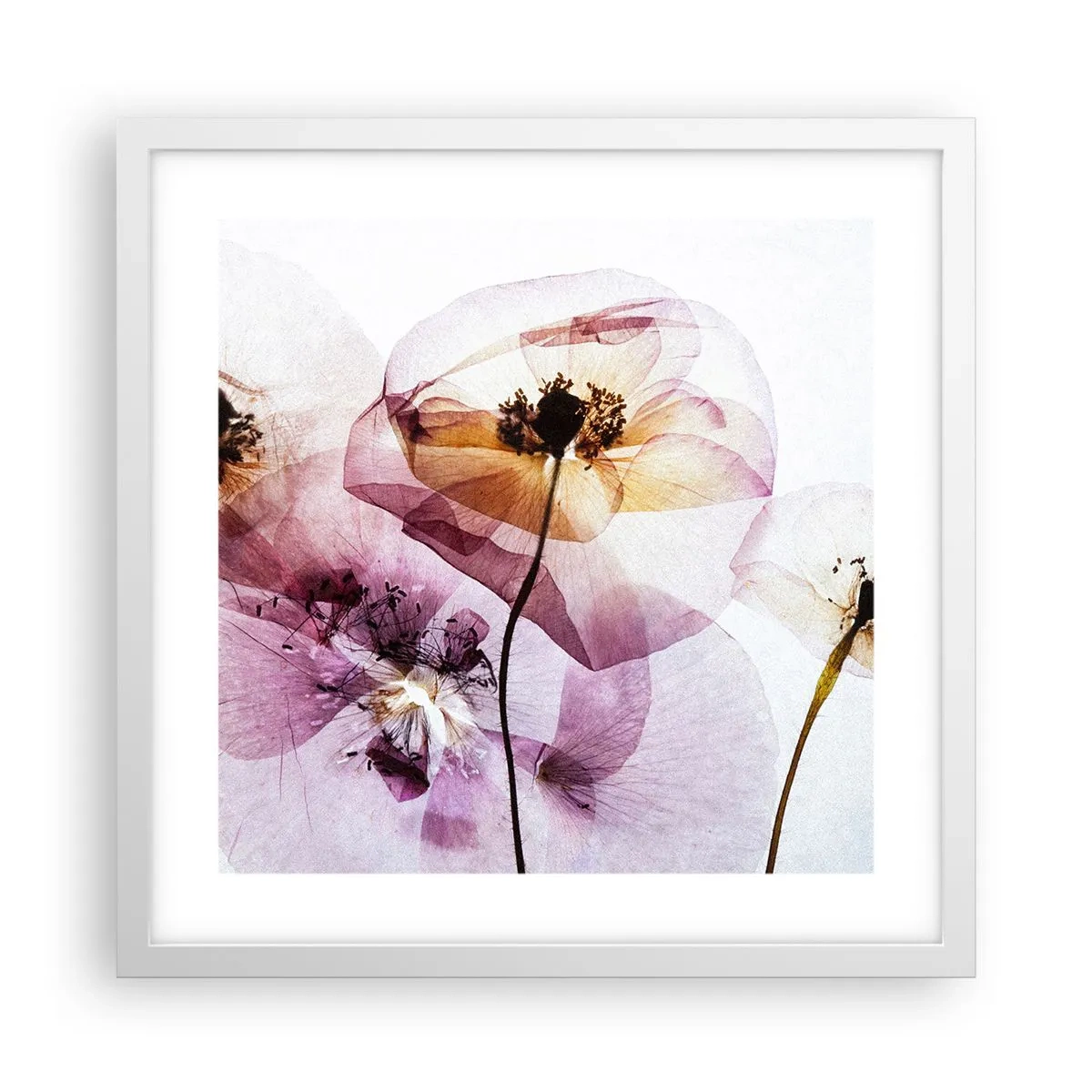 Plakat i hvid ramme - Blomsterlegeme dias - 40x40 cm