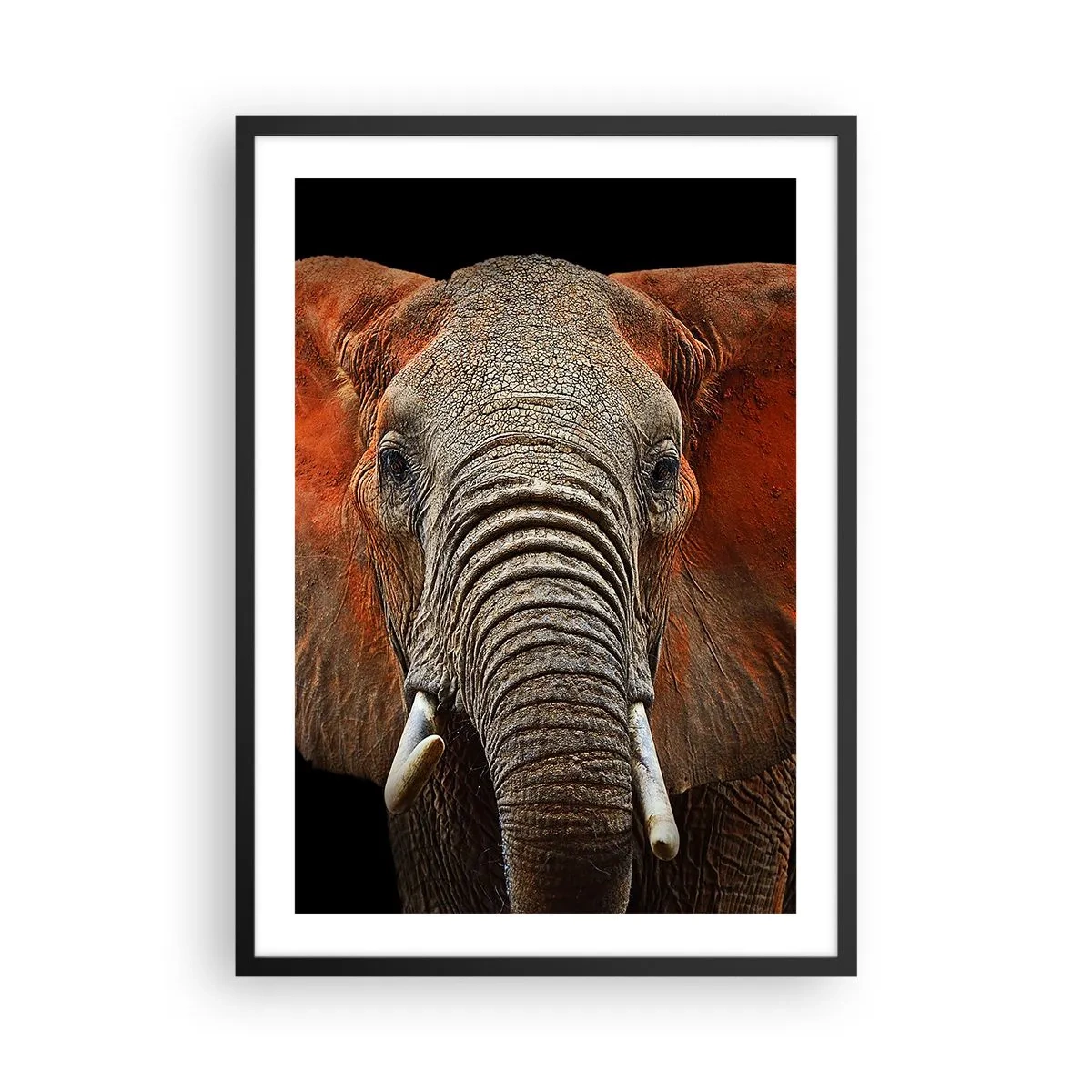 Plakat i sort ramme - Portræt af en majestætisk elefant mod en sort baggrund - 50x70cm - Jeg er vild, er du? - Moderne vægdekoration til stue og soveværelse ARTTOR