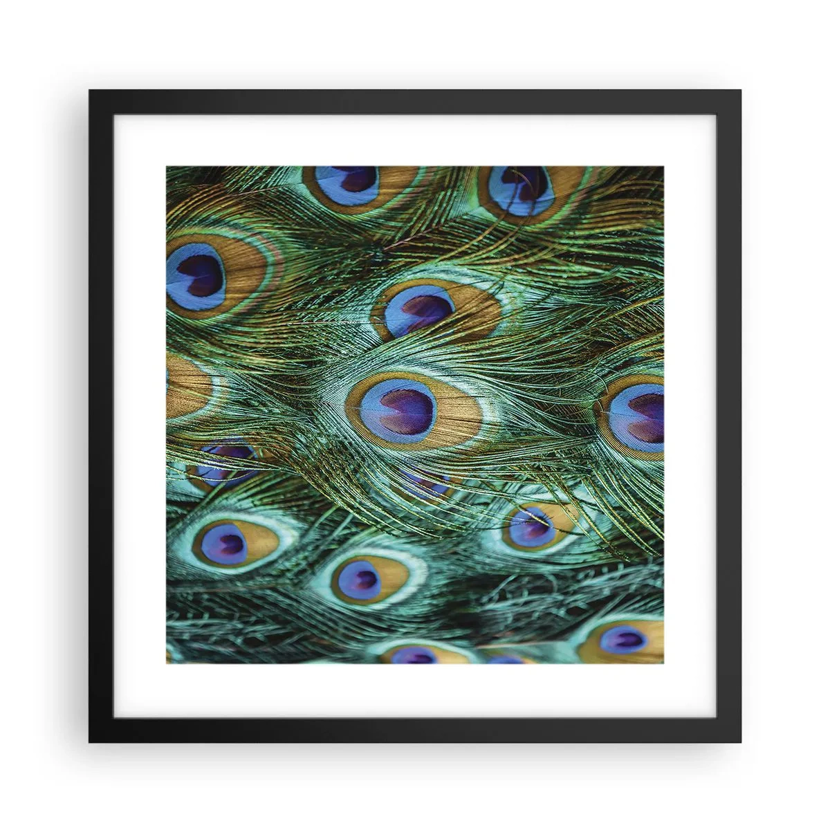 Plakat i sort ramme - En påfugls blik - 40x40 cm