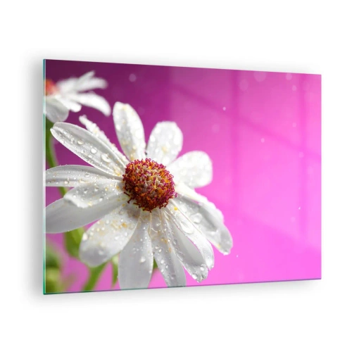 Billede på glas - Makrofotografi af en hvid blomst med dugdråber mod en lyserød baggrund - 70x50cm - Beskedent i sin skønhed - Moderne vægdekoration til stue og soveværelse ARTTOR