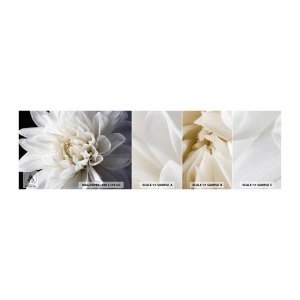 Prøve Fototapet Selvklæbende Deluxe Sticker - Morgenbrud - Blomst, Dahlia, Natur - 100x30 cm