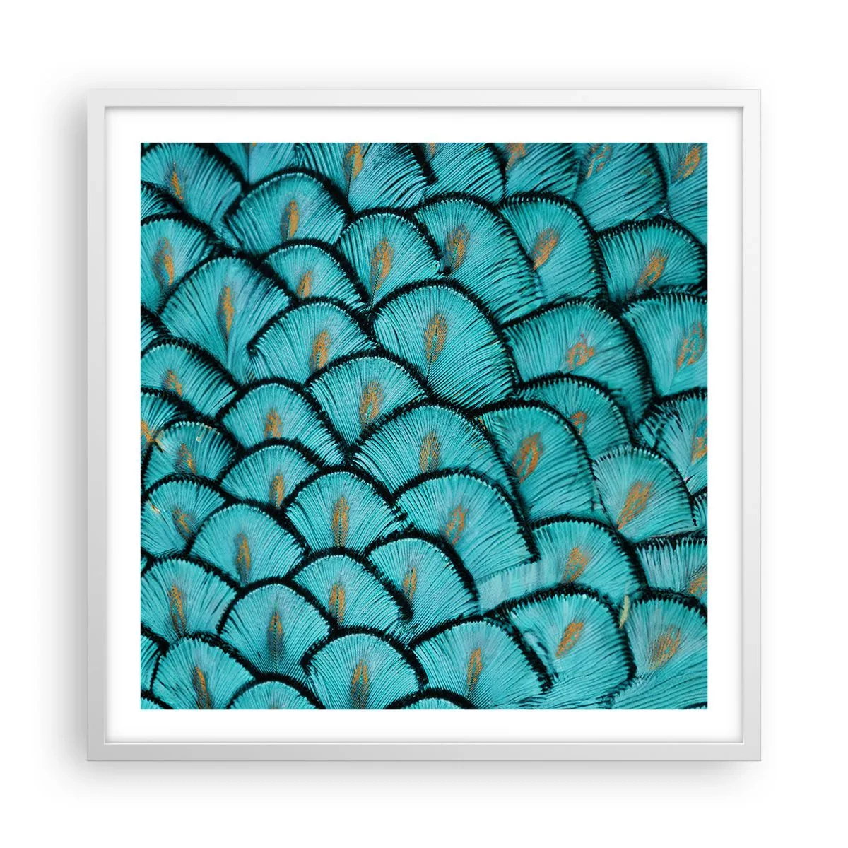 Plakat i hvid ramme - Den store fjer-galla - 60x60 cm