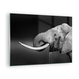 Billede på glas - Sort-hvidt portræt af en elefant med en snabel - 70x50cm - Ja, det er godt nu - Moderne vægdekoration til stue og soveværelse ARTTOR