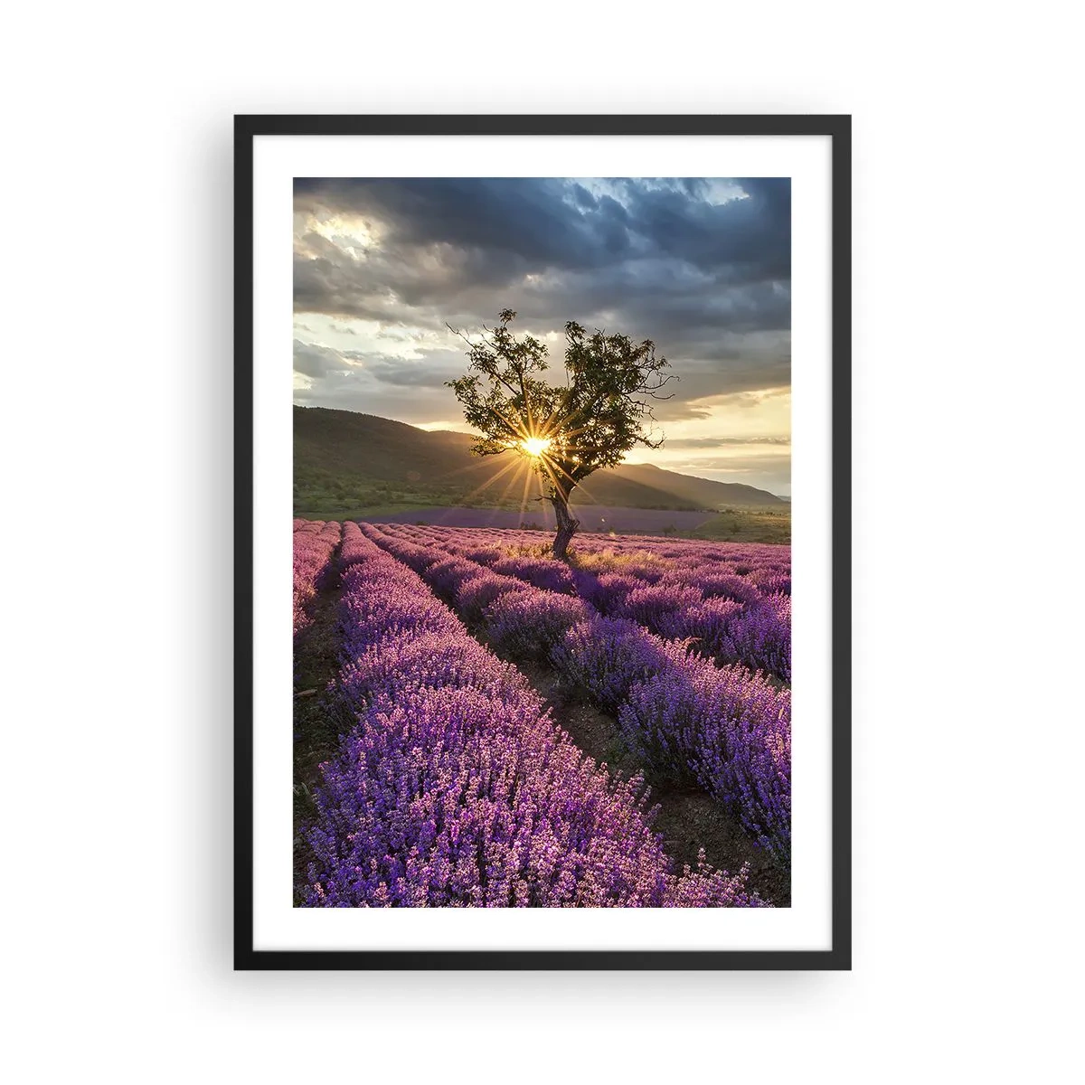 Plakat i sort ramme - En lavendelmark med et ensomt træ og en solnedgang - 50x70cm - Lilla aroma - Moderne vægdekoration til stue og soveværelse ARTTOR