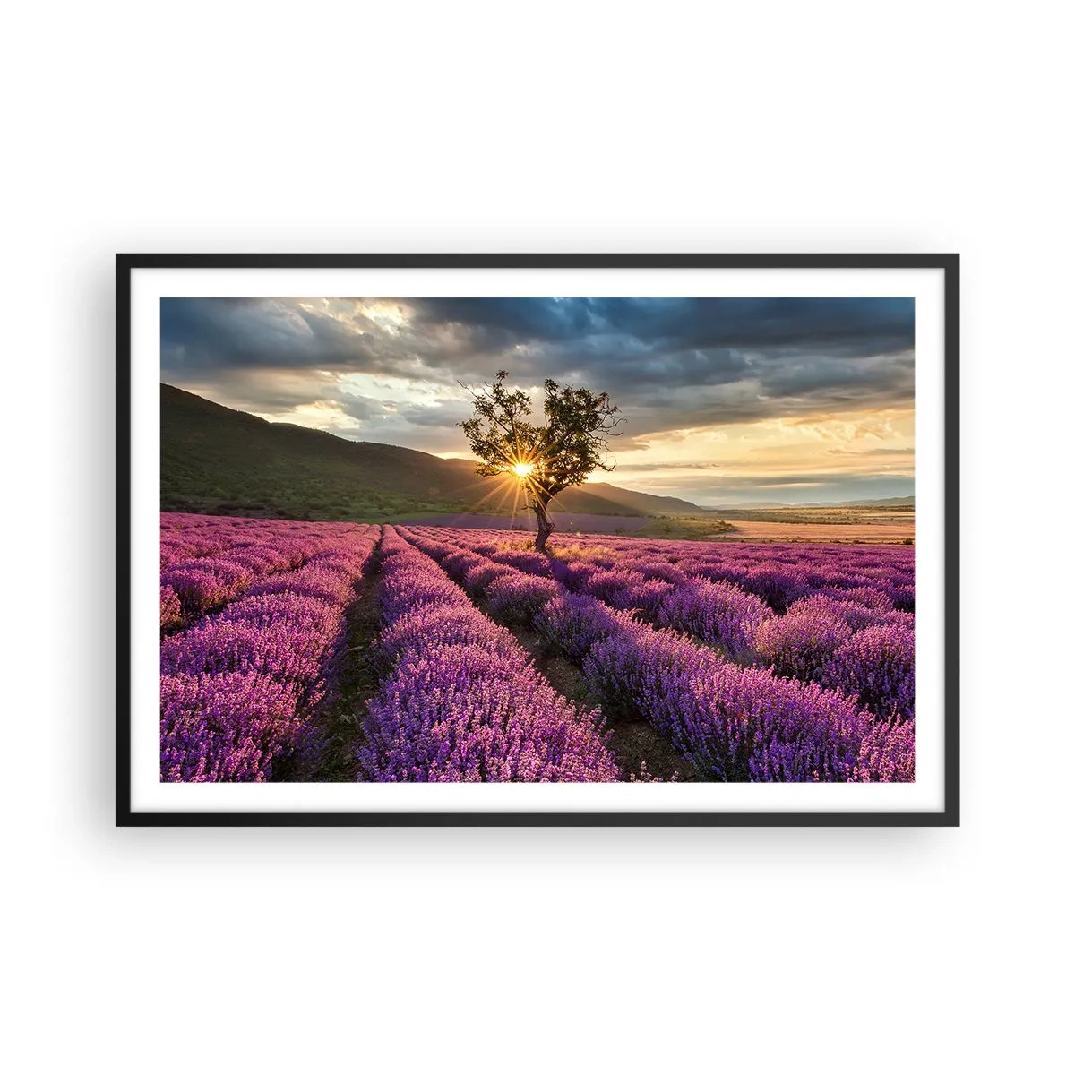 Plakat i sort ramme - Lilla aroma - 91x61 cm