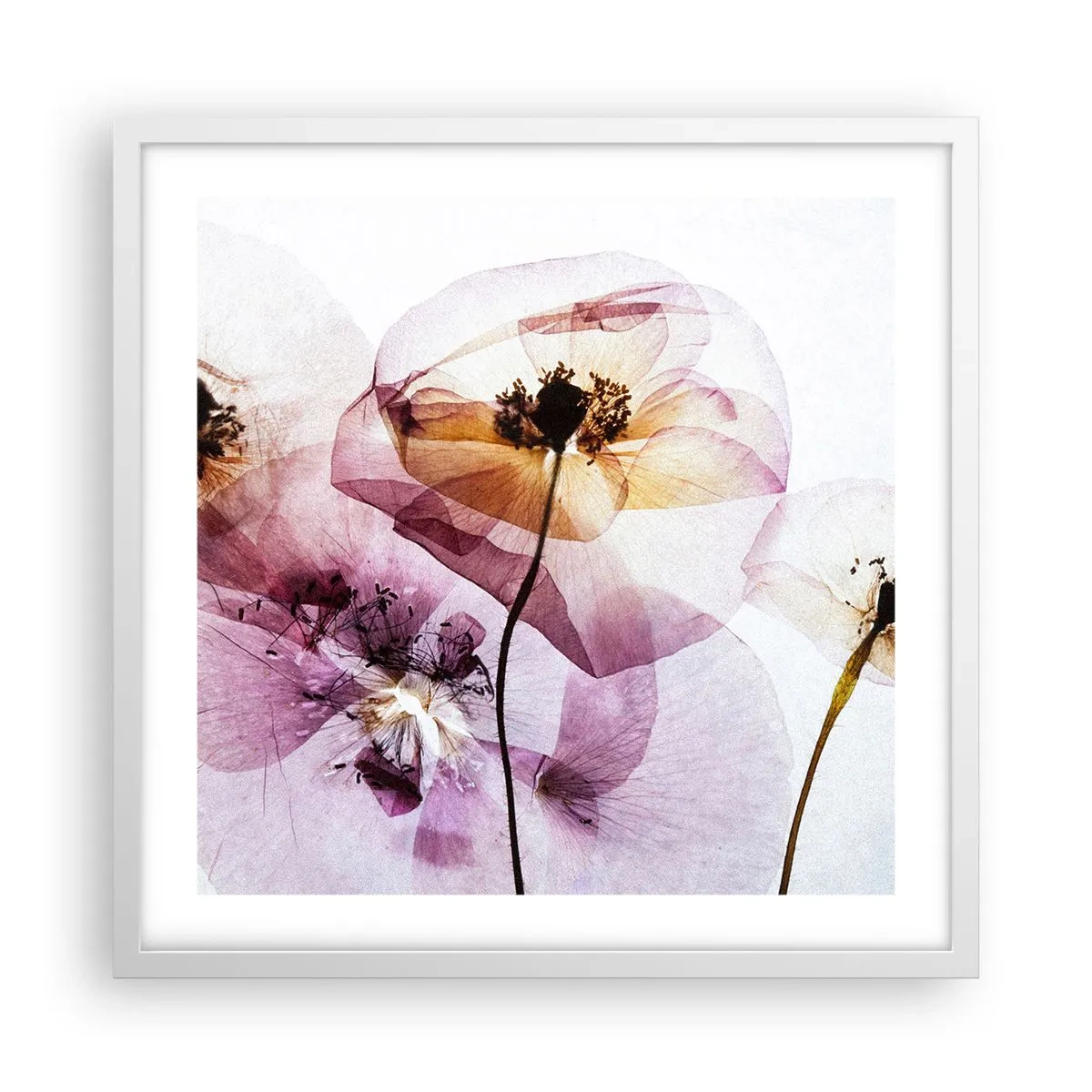 Plakat i hvid ramme - Blomsterlegeme dias - 50x50 cm