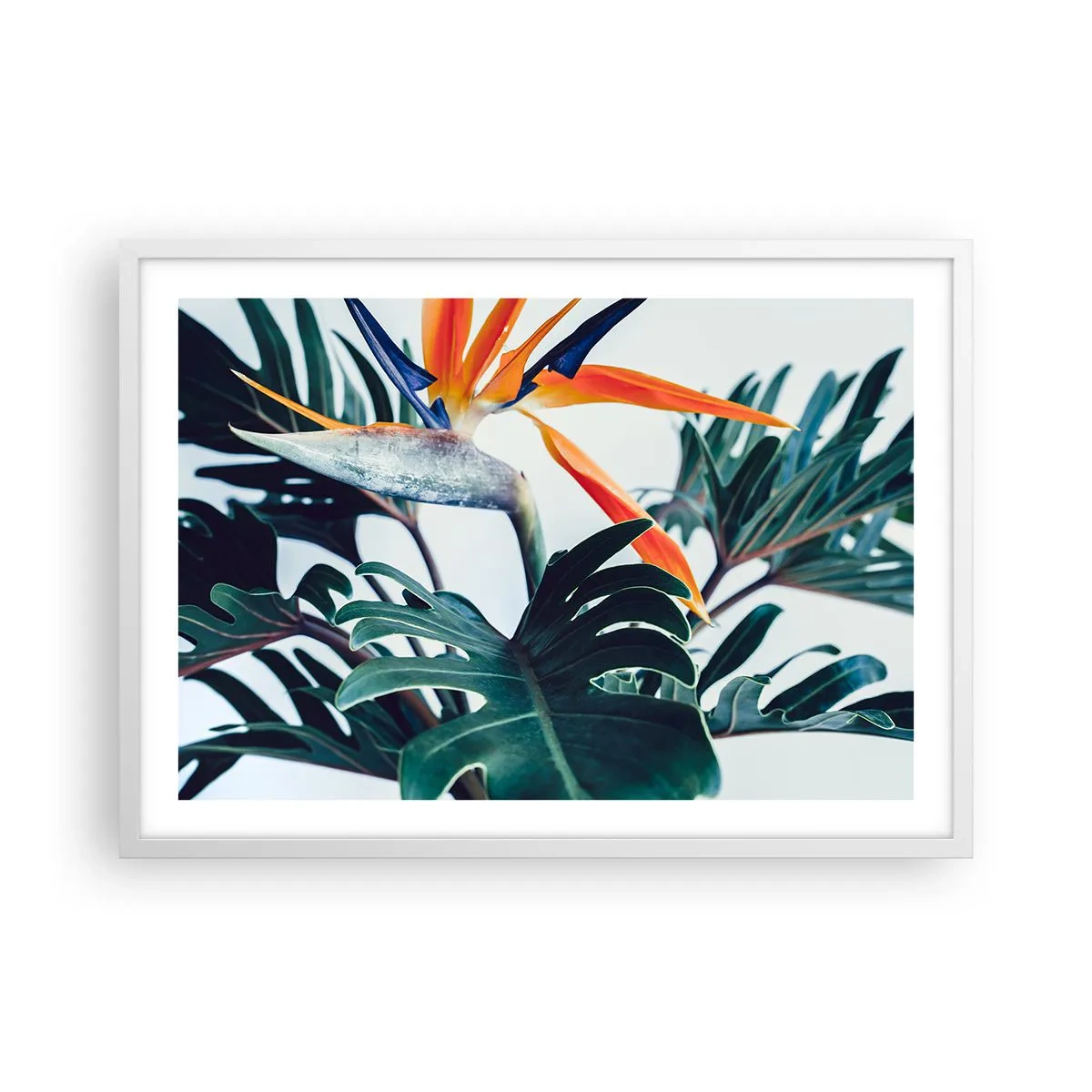 Plakat i hvid ramme - Fuglebur - 70x50 cm