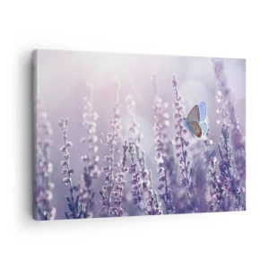 Lærredstryk - Billede på lærred - En sommerfugl på blomstrende lavendel i morgenlyset - 70x50cm - Sommerfuglekys - Moderne vægdekoration til stue og soveværelse ARTTOR