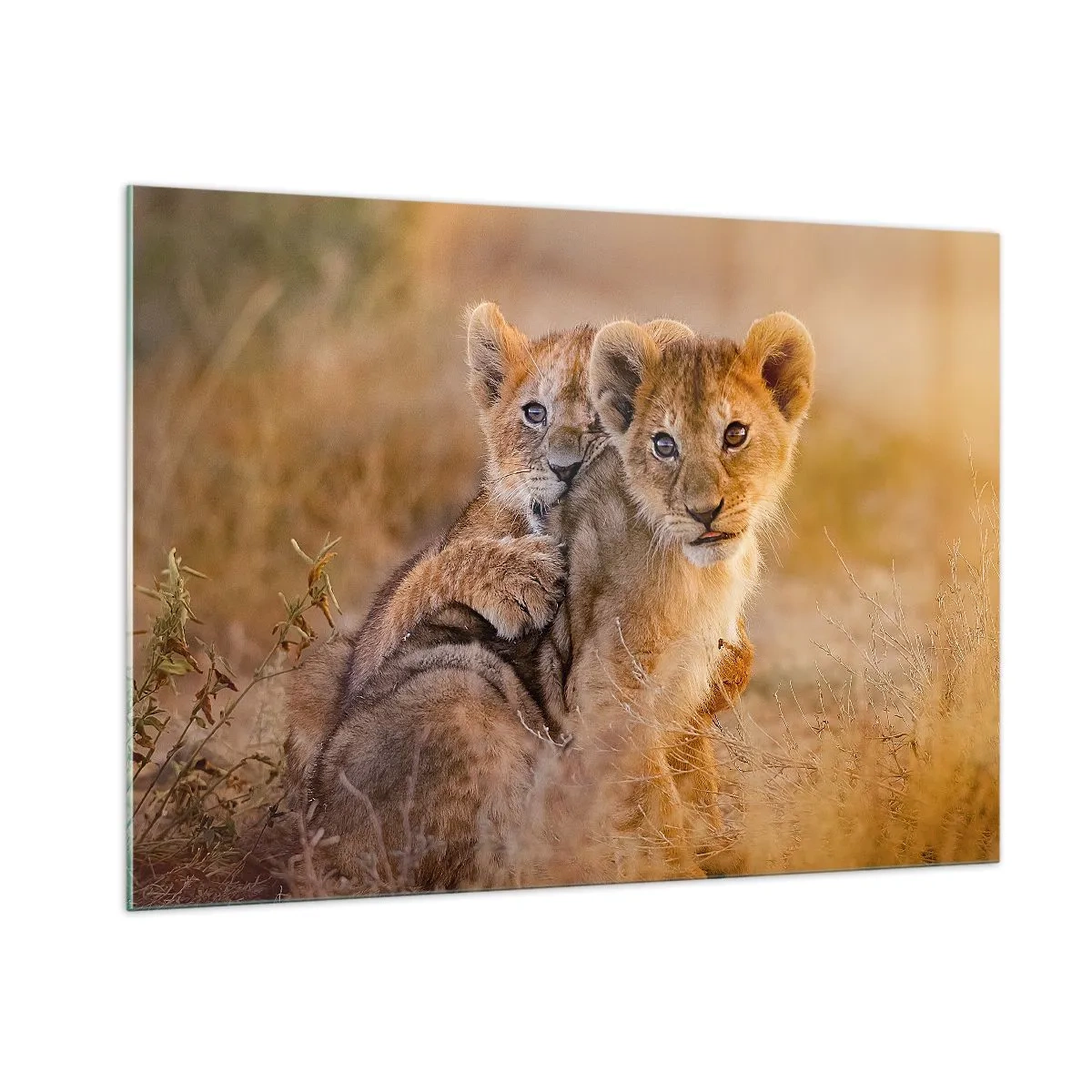 Billede på glas - Forstyr ikke! Vi har det sjovt - 100x70 cm