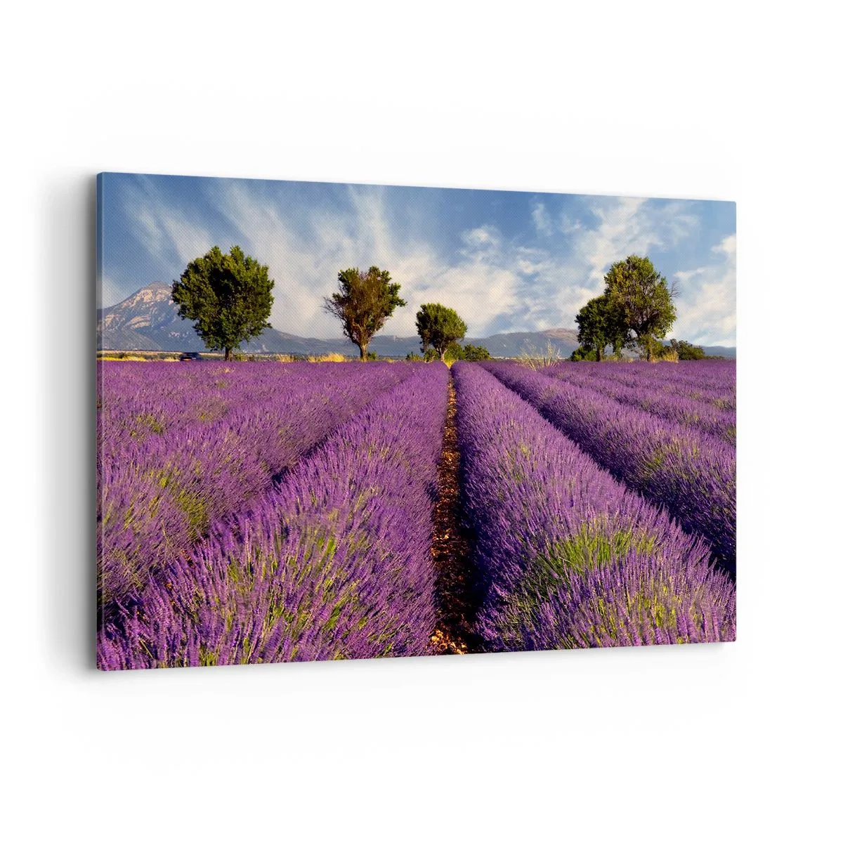 Lærredstryk - Billede på lærred - Enge med lavendel - 120x80 cm