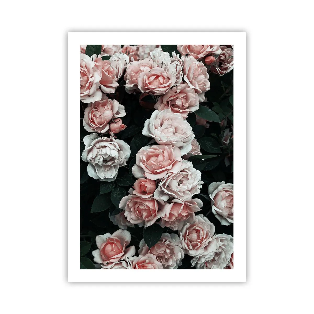 Plakat - Lyserød ansamble - 50x70 cm