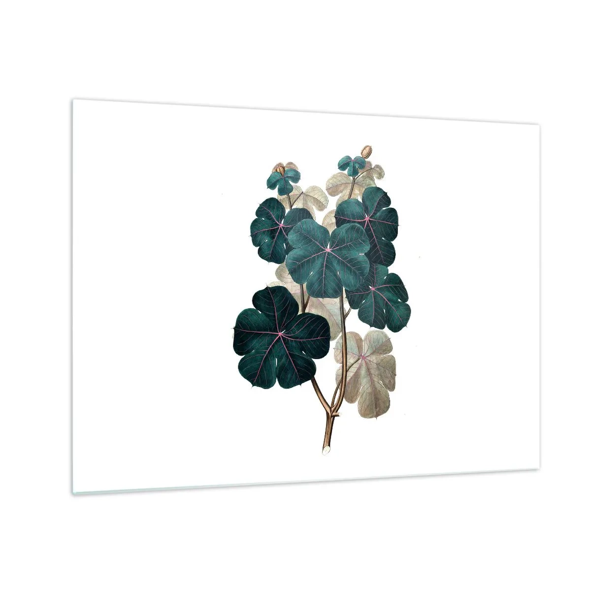 Billede på glas - Botanisk illustration af grønne blade på en hvid baggrund - 70x50cm - Fra et gammelt herbarium - Moderne vægdekoration til stue og soveværelse ARTTOR