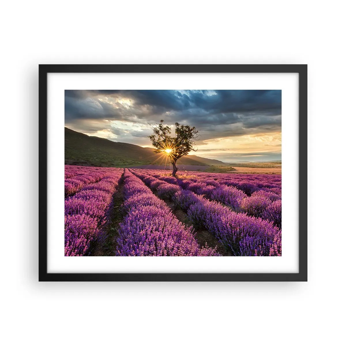 Plakat i sort ramme - Lilla aroma - 50x40 cm