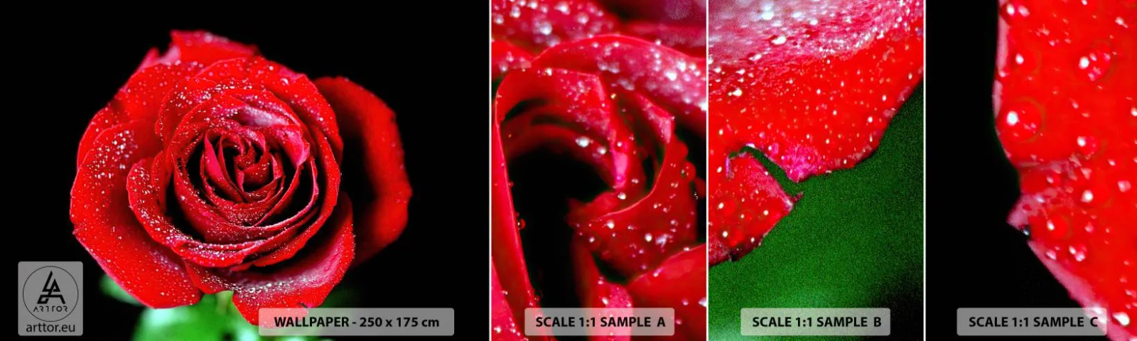 Fototapet Prøve Standard Eco - Det er kærlighed - Blomster, Rød rose, Rosenblade - 100x30 cm