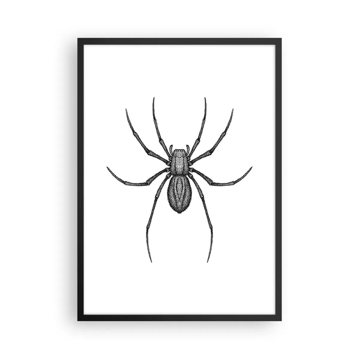 Plakat i sort ramme - Detaljeret illustration af en edderkop på en hvid baggrund - 50x70cm - Foruroligende præcision - Moderne vægdekoration til stue og soveværelse ARTTOR