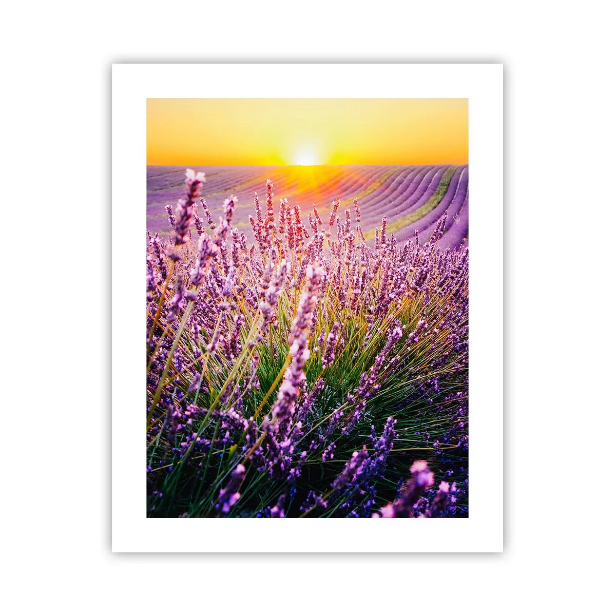 Plakat - Duftende plet - 40x50 cm