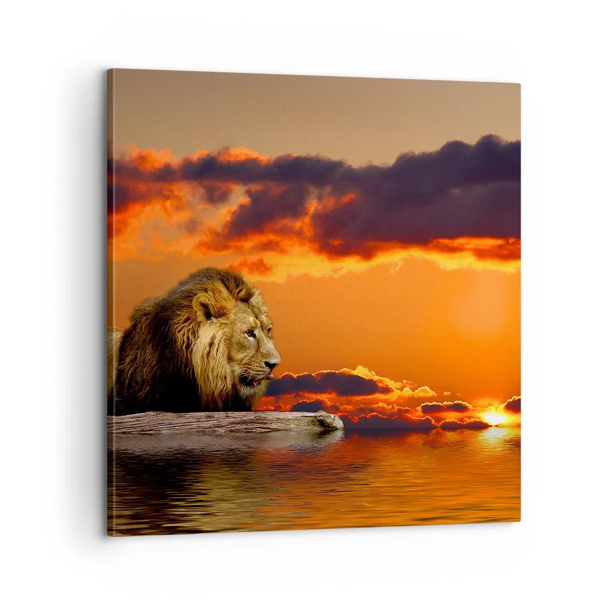 Lærredstryk - Billede på lærred - Naturens konge - 60x60 cm