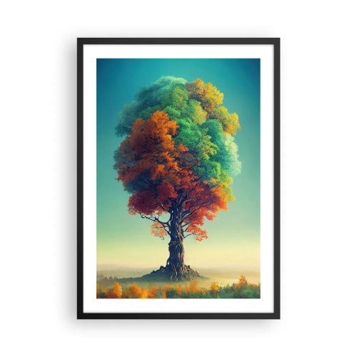 Plakat i sort ramme - Et træ i de fire årstiders farver - 50x70cm - Eg - naturens fader - Moderne vægdekoration til stue og soveværelse ARTTOR