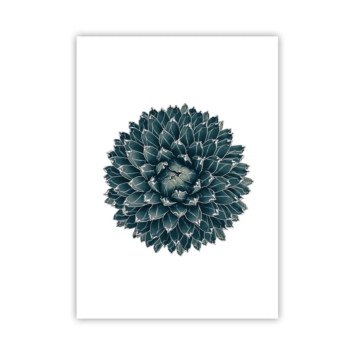 Plakat - Ørkenstjerne - 50x70 cm