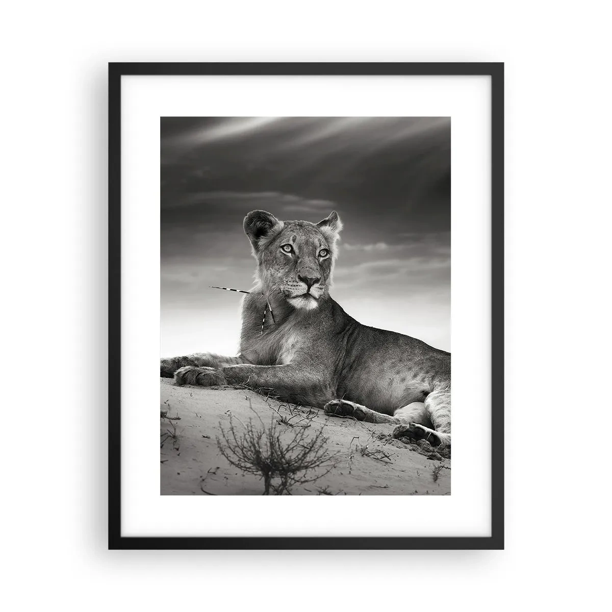 Plakat i sort ramme - Resten af ørkendronningen - 40x50 cm