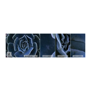 Prøve Fototapet Selvklæbende Deluxe Sticker - Ørkenblomst - Agave blomst, Blomst, Natur - 100x30 cm