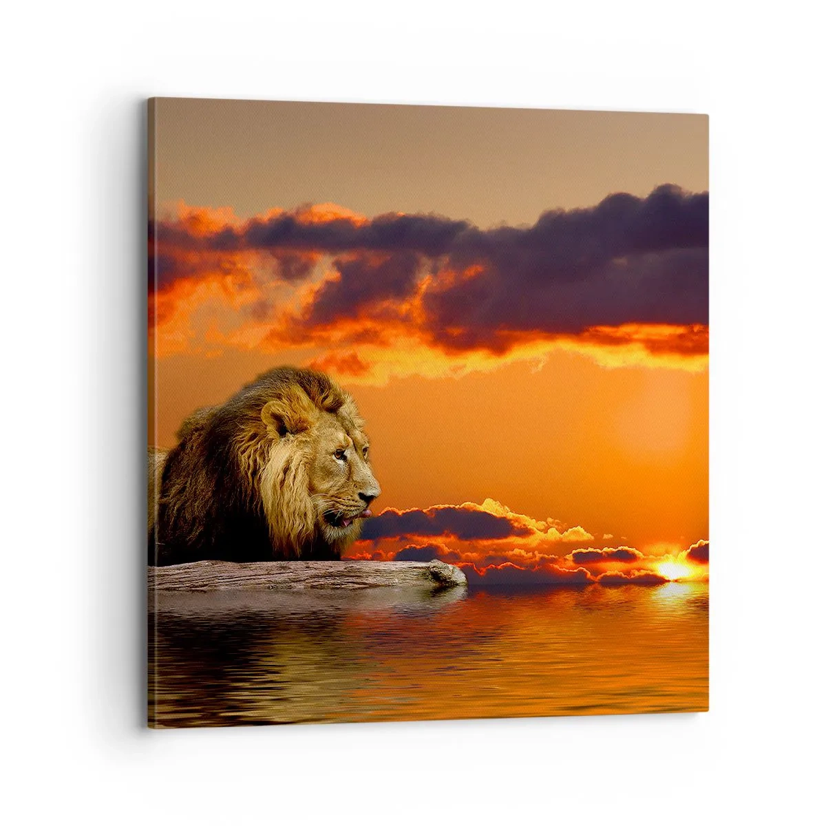 Lærredstryk - Billede på lærred - Naturens konge - 70x70 cm