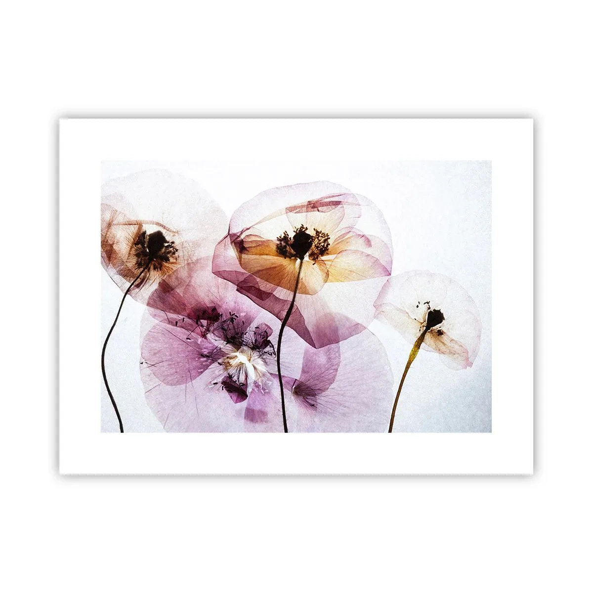 Plakat - Blomsterlegeme dias - 40x30 cm