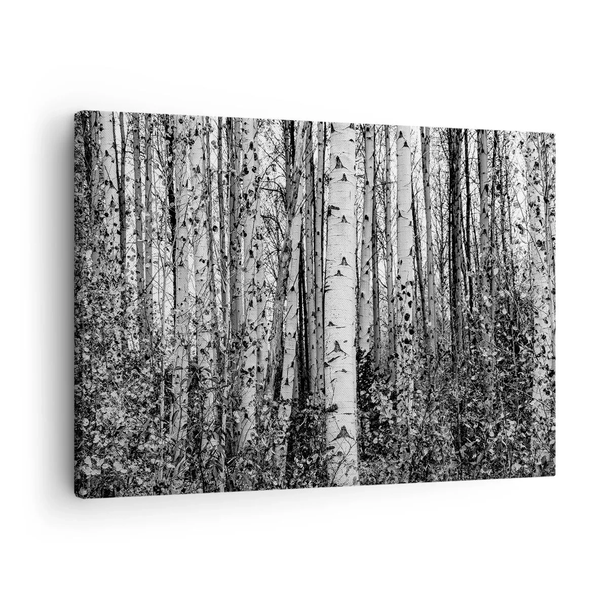 Lærredstryk - Billede på lærred - Sorte og hvide birketræer i skoven - 70x50cm - Kolonnade af birk - Moderne vægdekoration til stue og soveværelse ARTTOR