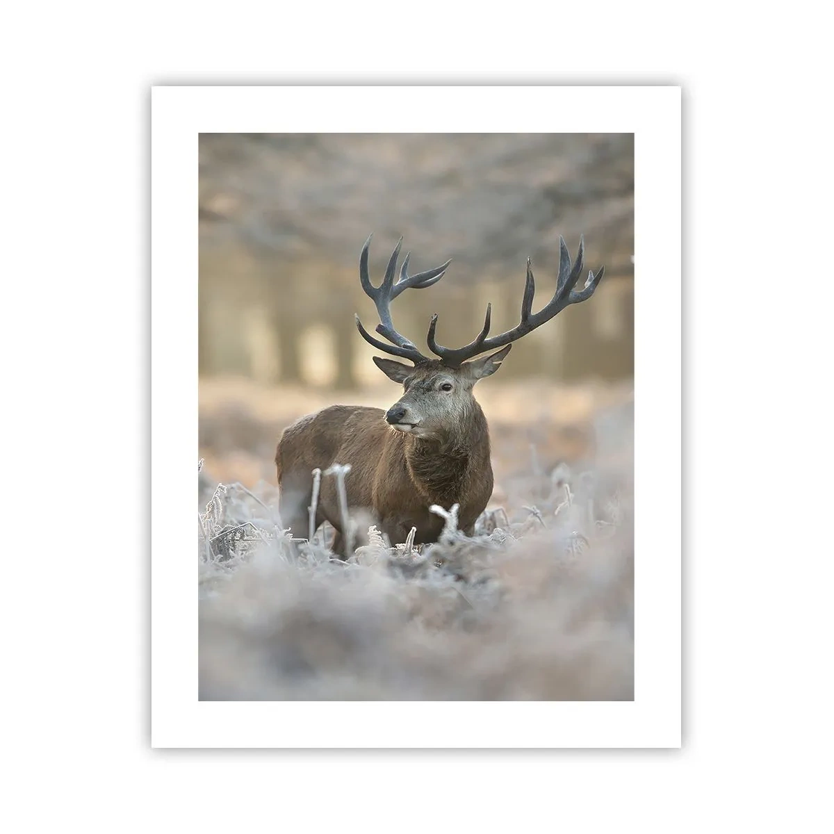 Plakat - En frisk morgen - 40x50 cm