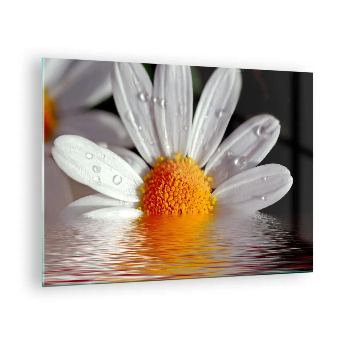 Billede på glas - En marguerit med vanddråber spejlet i vandet - 70x50cm - Den opgående sol på margaret - Moderne vægdekoration til stue og soveværelse ARTTOR