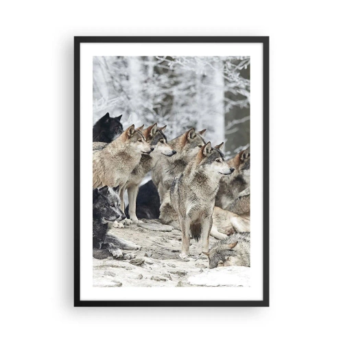 Plakat i sort ramme - En gruppe ulve i vinterskoven - 50x70cm - Familie og venner - Moderne vægdekoration til stue og soveværelse ARTTOR