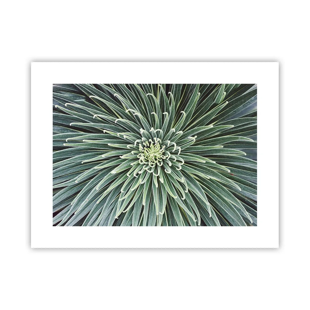 Plakat - En stjernes fødsel - 40x30 cm