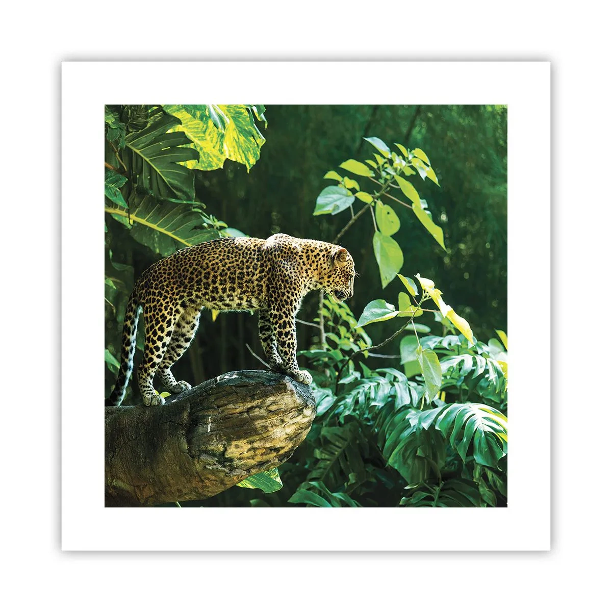 Plakat - Til jagt? - 40x40 cm