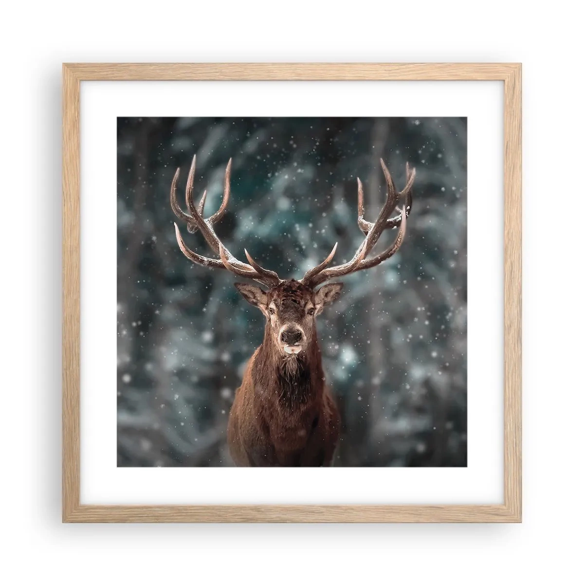 Plakat i ramme af lyst egetræ - Skovens konge kronet - 40x40 cm