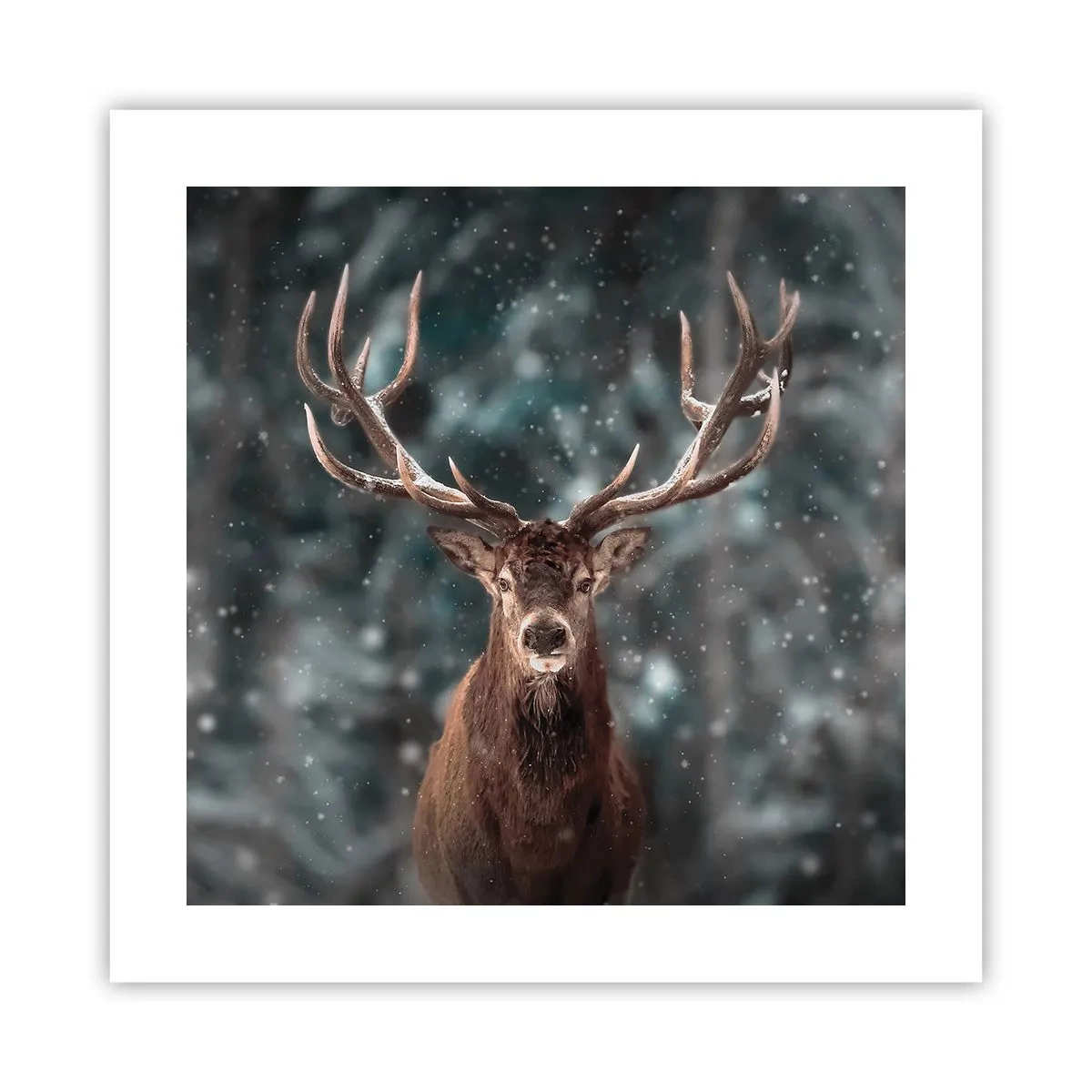 Plakat - Skovens konge kronet - 40x40 cm