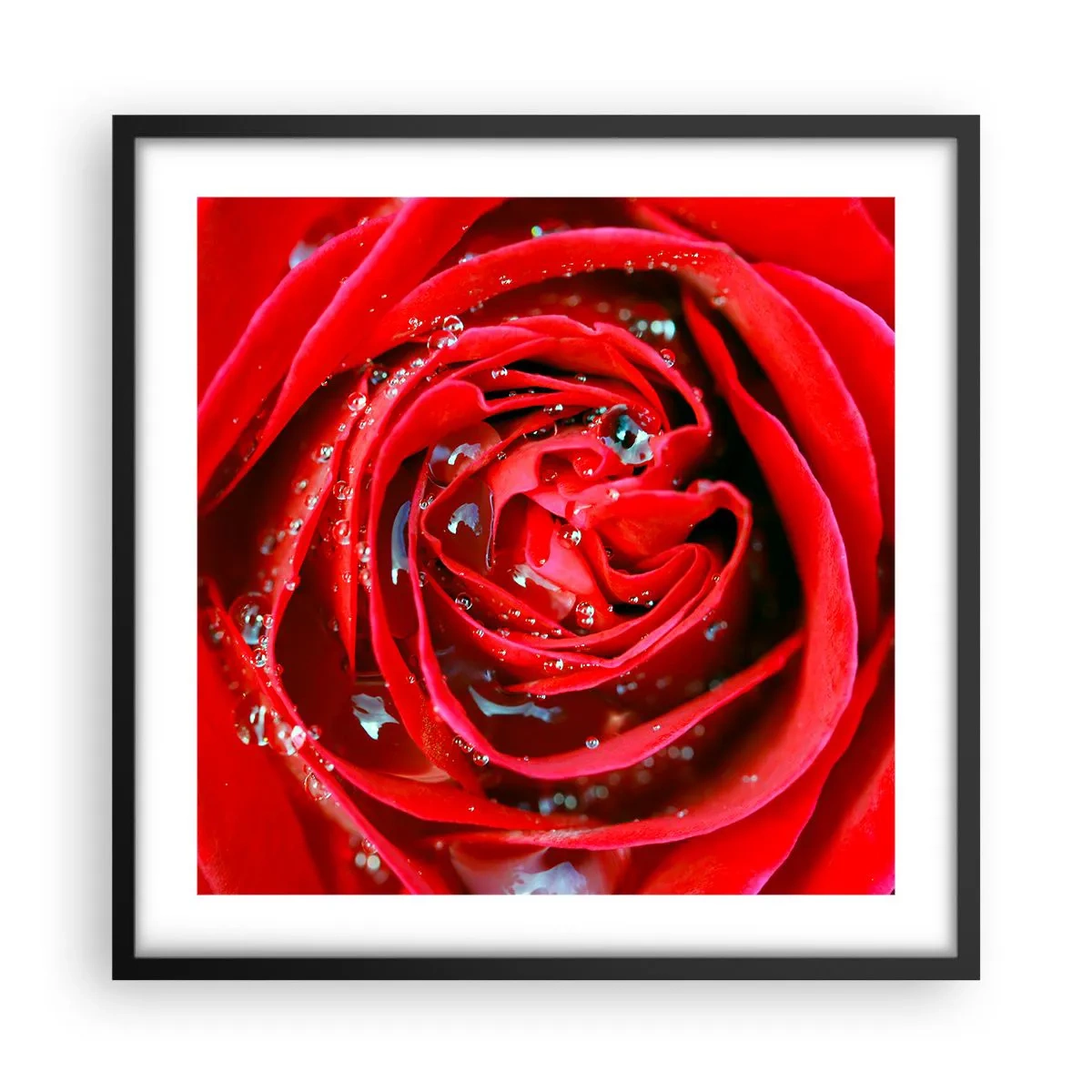 Plakat i sort ramme - I dråber af dug - 50x50 cm