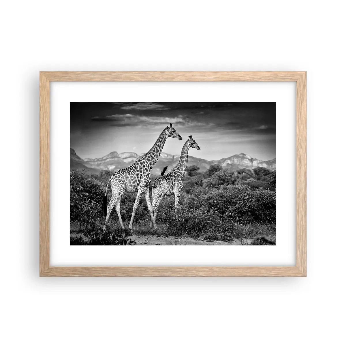 Plakat i ramme af lyst egetræ - Afrikas overklasse - 40x30 cm