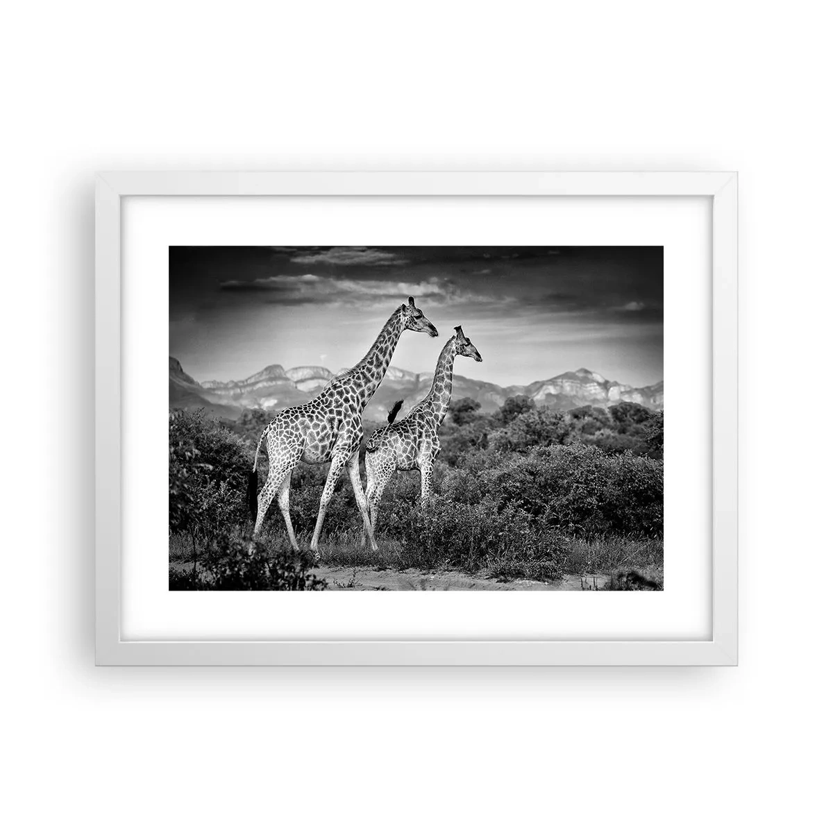 Plakat i hvid ramme - Afrikas overklasse - 40x30 cm