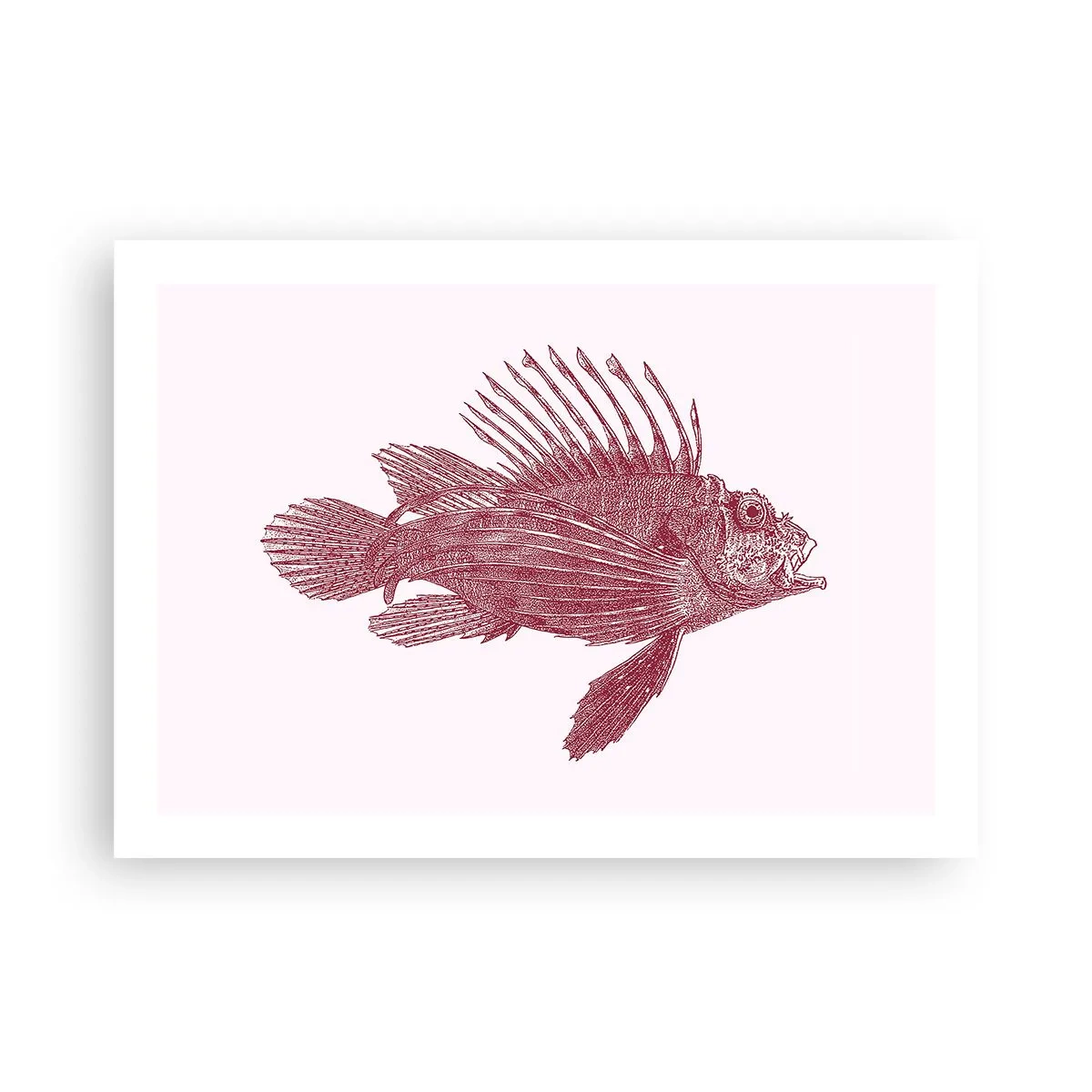 Plakat - En beboer i eksotiske farvande - 70x50 cm
